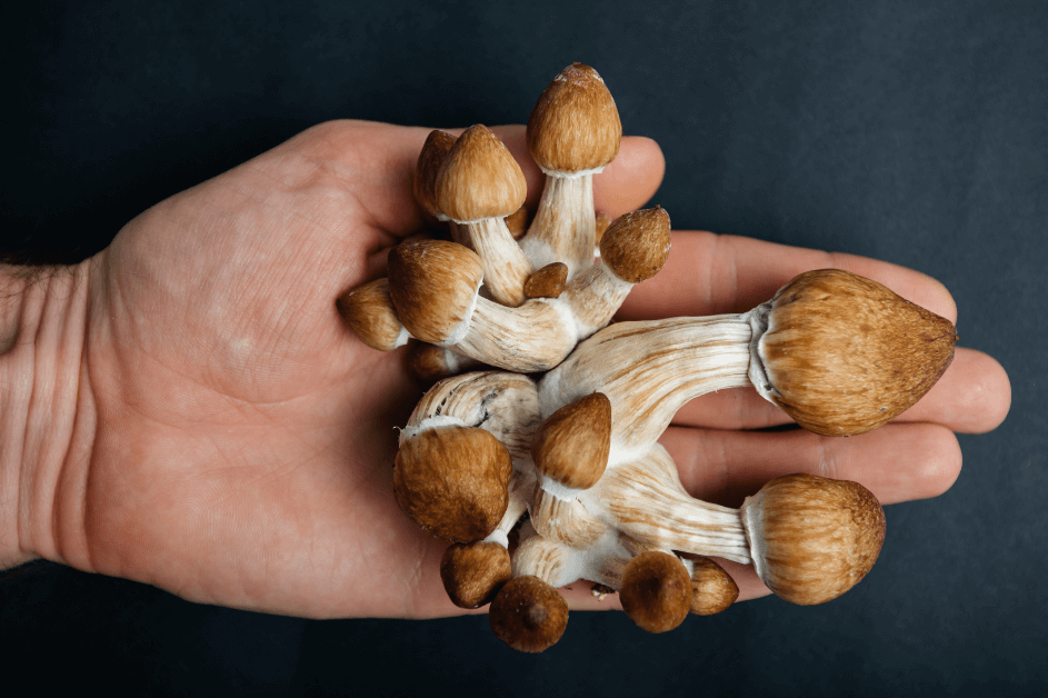 Benefits of Taking Dried Shrooms
