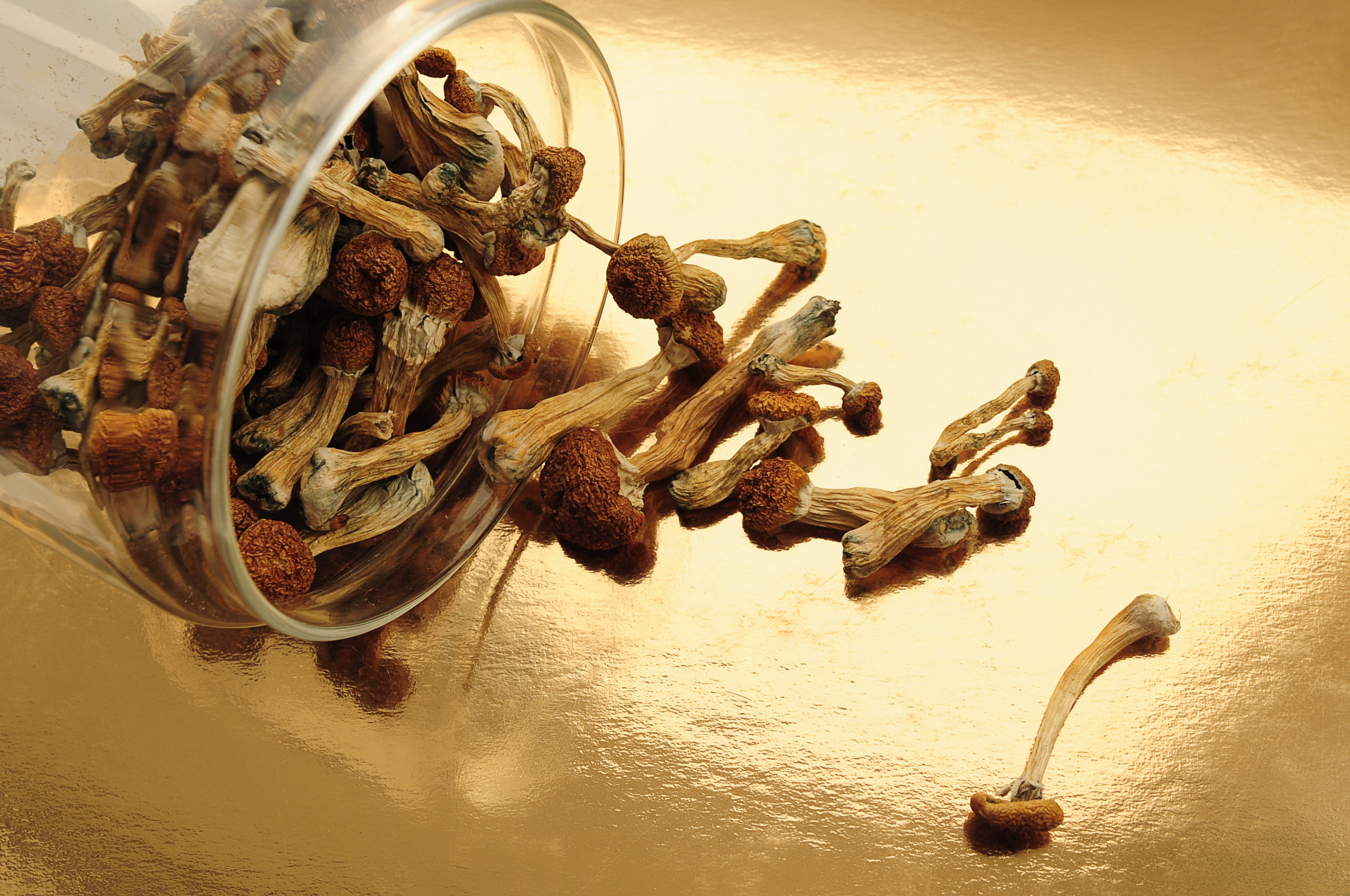 What are Dried Shrooms?