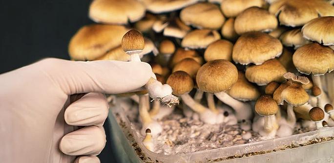 What Are Magic Mushrooms?
