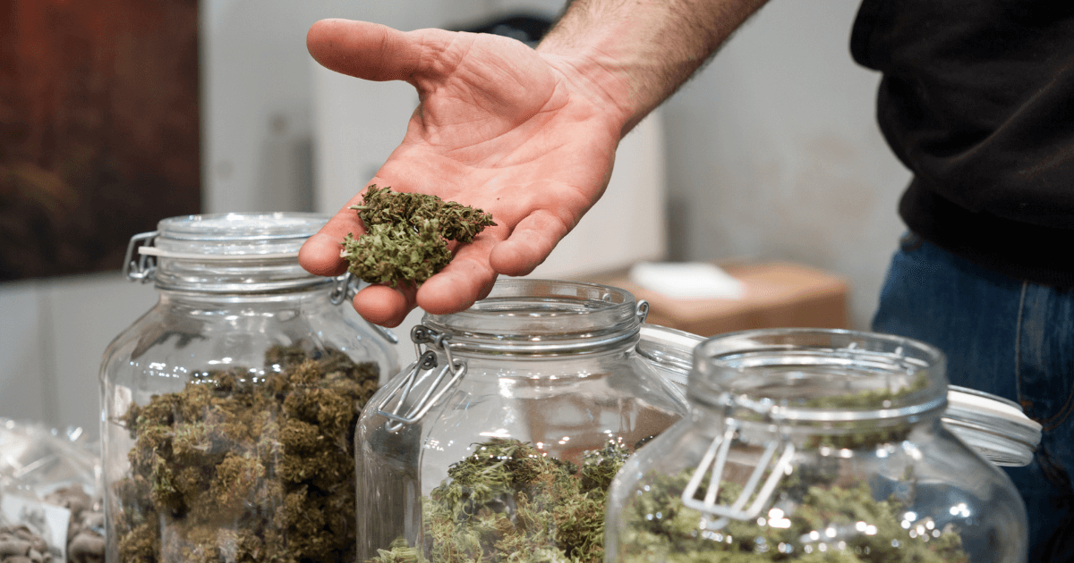 Benefits of Buying Bulk Cannabis