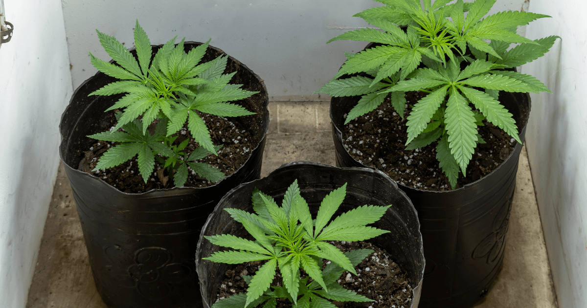 Flowering Stages of Cannabis