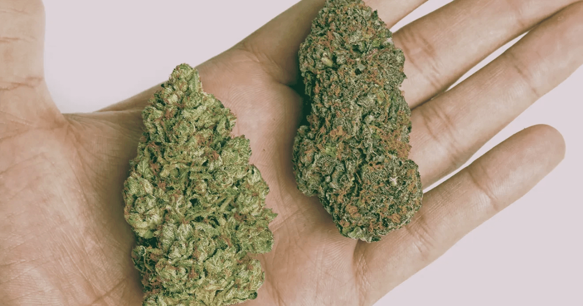 Most Popular Sativa Weed Strains in Canada